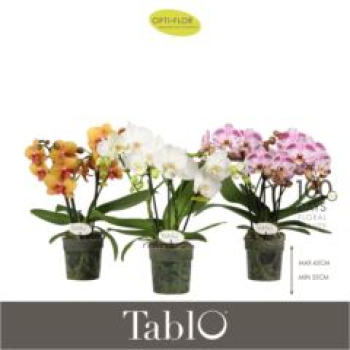 Phalaenopsis - TABLO gemischt 3 R.