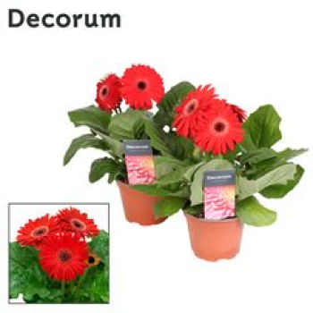 Gerbera rot