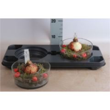 Hippeastrum  Glasschale