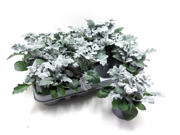 Senecio maritima