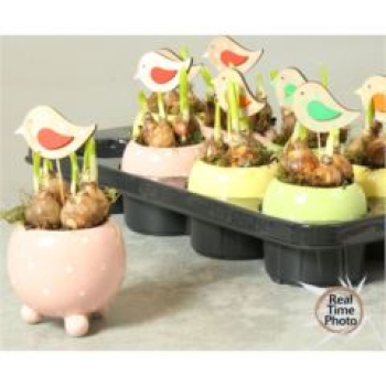 Narzisse im Übertopf (Kugel )