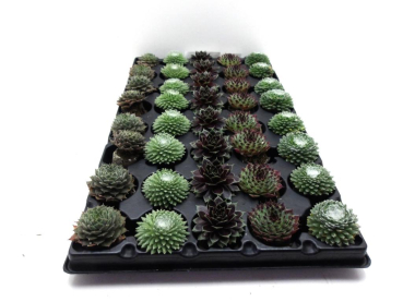 Mini Sempervivum
