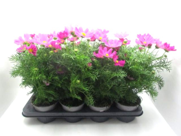 Cosmos bip. pink