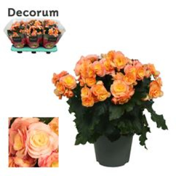 Begonia elatior apricot