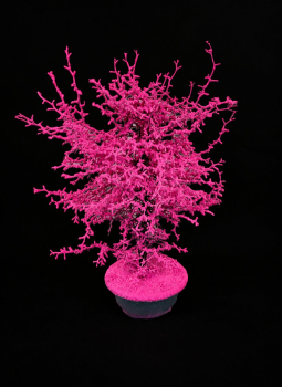 Corokia gefärbt Pink + Glitter Schale