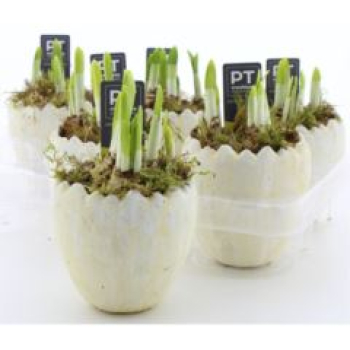 Narzissen in Ei -aufrecht