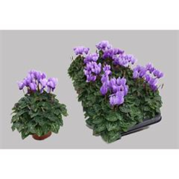 Cyclamen "Blue Dragon"