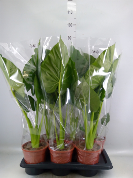 Alocasia macrorrhiza