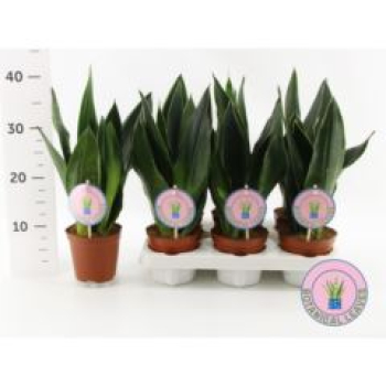 Sansevieria trifa.