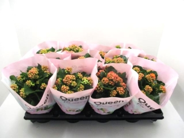 Kalanchoe purpur ungefüllt