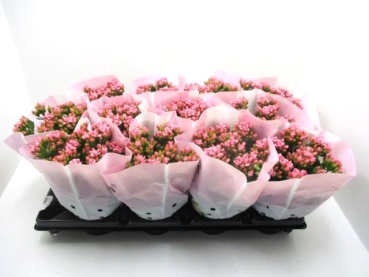 Kalanchoe gefüllt rosaweiß