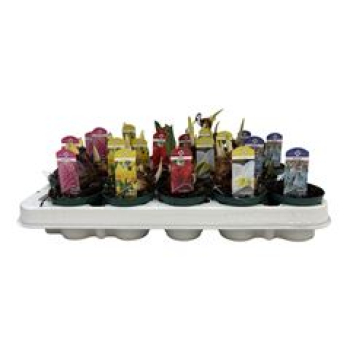 Mini Zwiebelblumen Mix