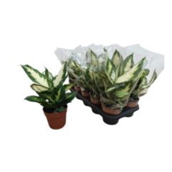 Dieffenbachia 'Camilla'
