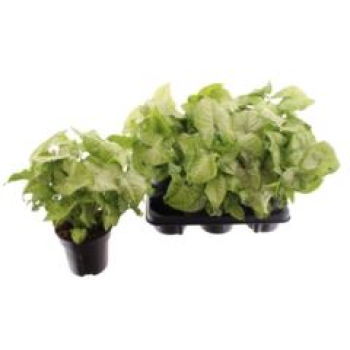 Syngonium 'White Butterfly'