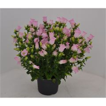 Campanula medium Kübel rosa