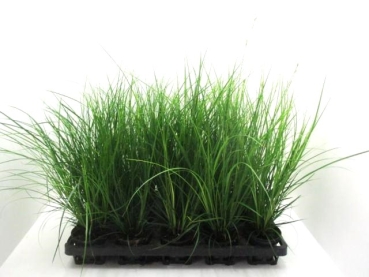 Carex brunnea
