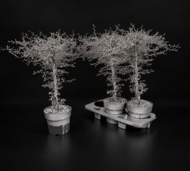 Corokia gefärbt XXL Silber + Glitter