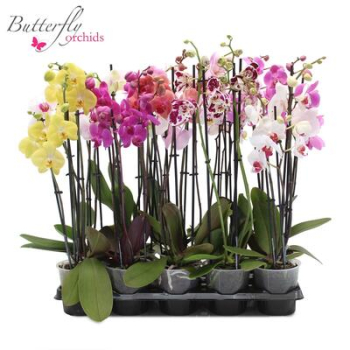 Phalaenopsis 3 Rispen Mix
