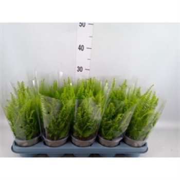 Nephrolepis exal. 'Green Lady'