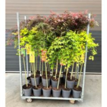 Acer palmatum