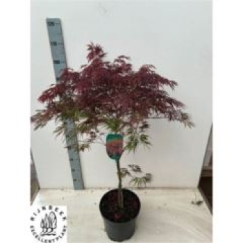 Acer palmatum 'Garnet'