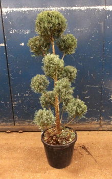 Cupressus arizonica Pompom