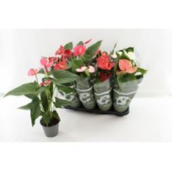 Anthurium gemischt
