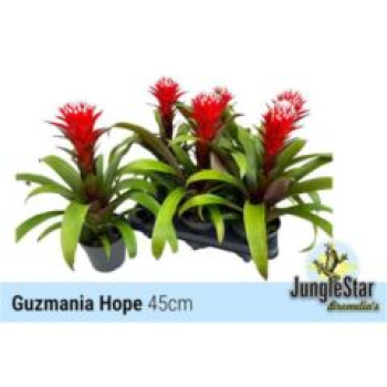 Guzmania  'Hope'