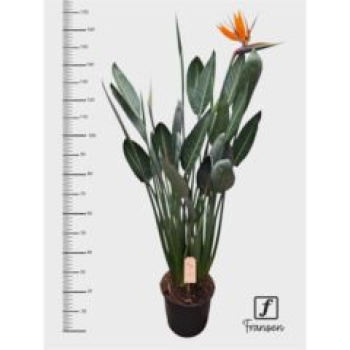 Strelitzia reg.