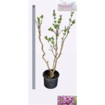 Syringa vulg. 'Sensation'