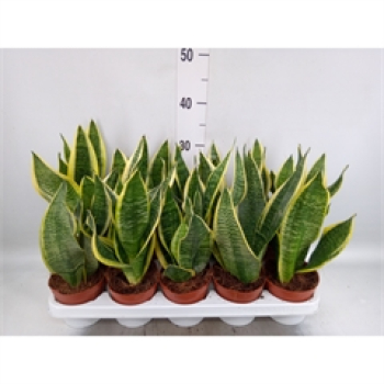 Sansevieria trifa. 'Futura Superba'