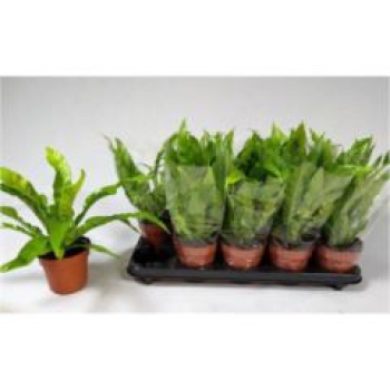Asplenium antiquum
