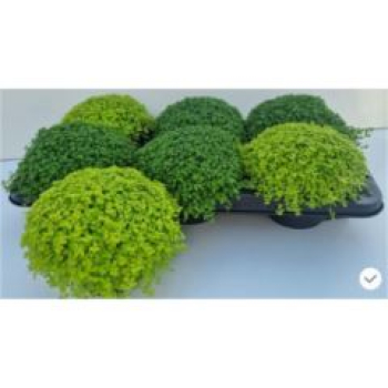 Soleirolia soleirolii gemischt