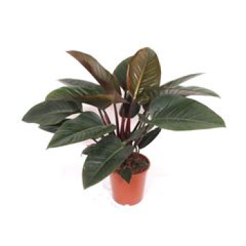 Philodendron "Congo Red"