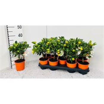 Citrus Calamondin