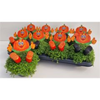 Soleirolia mit Kürbis