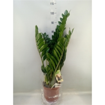 Zamioculcas zamiifolia