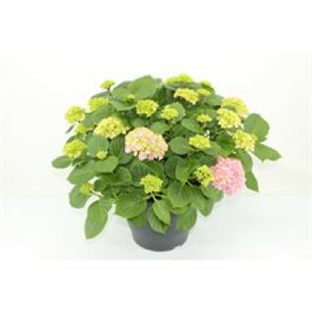 Hydrangea mac. Busch pink