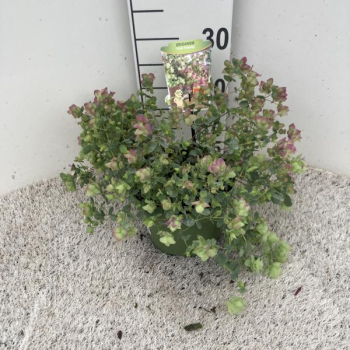 Origanum rotundifolia Kübel