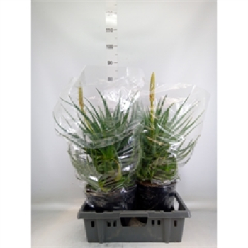 Aloe arborescens mit Knospe