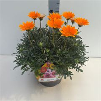 Gazania rig. 'Highland Orange'