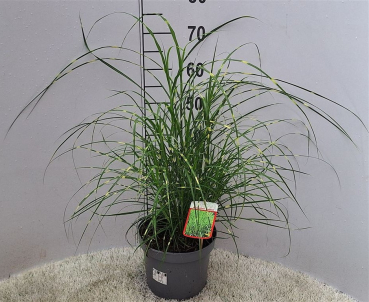 Miscanthus sin. "Strictus"