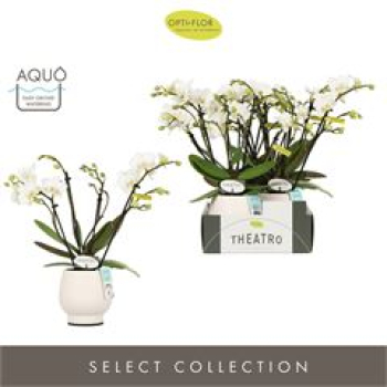 Mini Phalaenopsis in Keramik