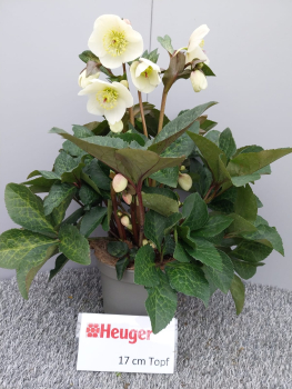 Helleborus "Ice N' Roses Mia"