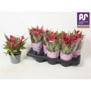 Celosia arg.  'Hot Topic Pink'