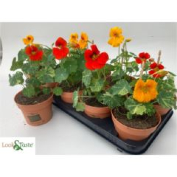 Tropaeolum majus