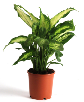 Dieffenbachia