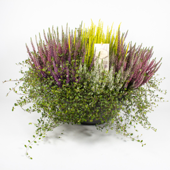 Calluna Mixschale mit Mühlenbeckia