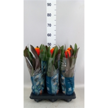 Guzmania "Tala"