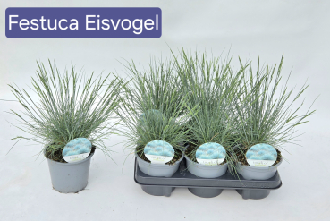 Festuca "Eisvogel"